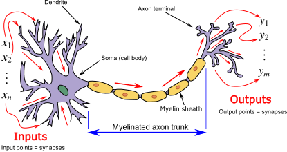 <span style='color:red;'>反向</span><span style='color:red;'>传播</span> — 简单解释