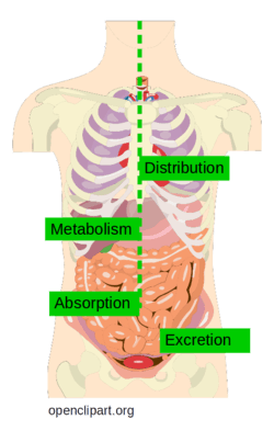 ADME processes in the human body