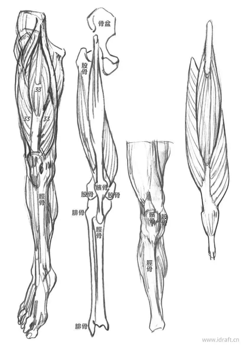 头的各个部位示意图下肢人体素描大腿小腿脚部等部位骨骼和肌肉形态形