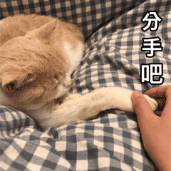 4a4c6bcfd940ad96711c37afe37088c7.gif