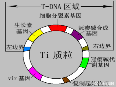 质粒载体示意图图片