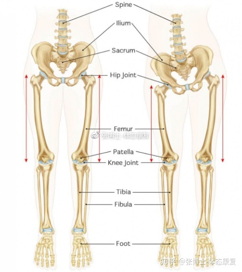 一,结构性 vs 功能性长短腿67