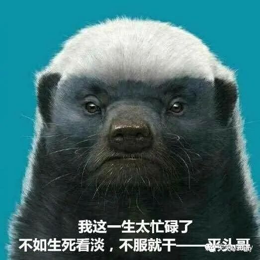 以其无畏的天性而闻名:图1 平头哥珍贵照片蜜獾是一种聪明的动物,它们