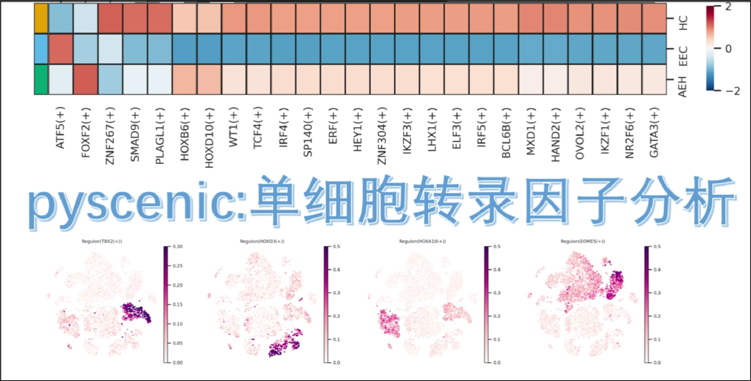 pyscenic分析：视频教程