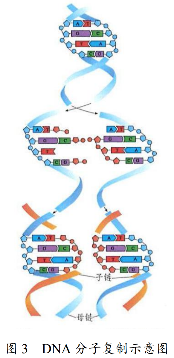 【文化课学习笔记】【化学】选必三：合成高分子生物大分子