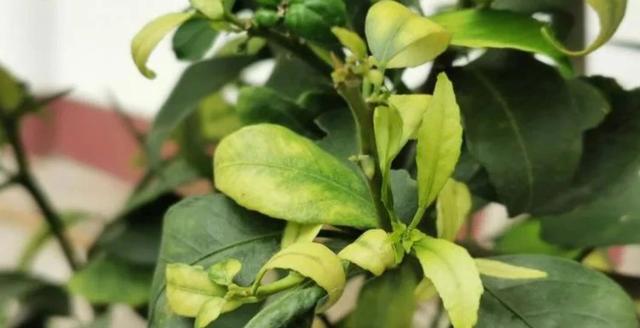 yml不变成小叶子最近阴雨连绵植物叶子容易长锈斑教你正确预防和处理
