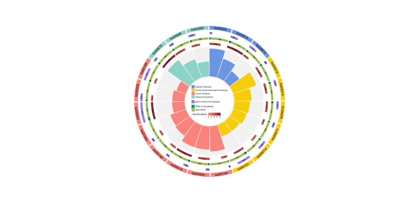 10.KEGG富集结果的圆圈图