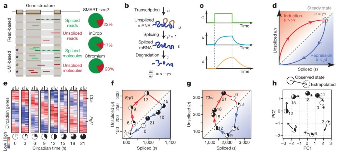 (Ref: Manno et al, Nature, 2018)