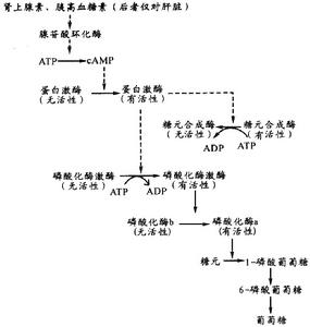 癸高血糖素——碳水化合物代谢的重要激素