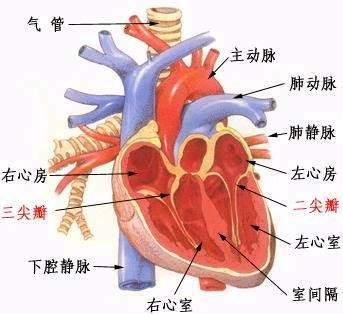 二尖瓣闭锁不全