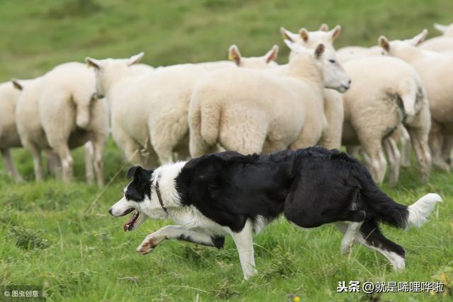 using在sql中是什麼意思看到這個我才明白為什麼害群之馬要翻譯成