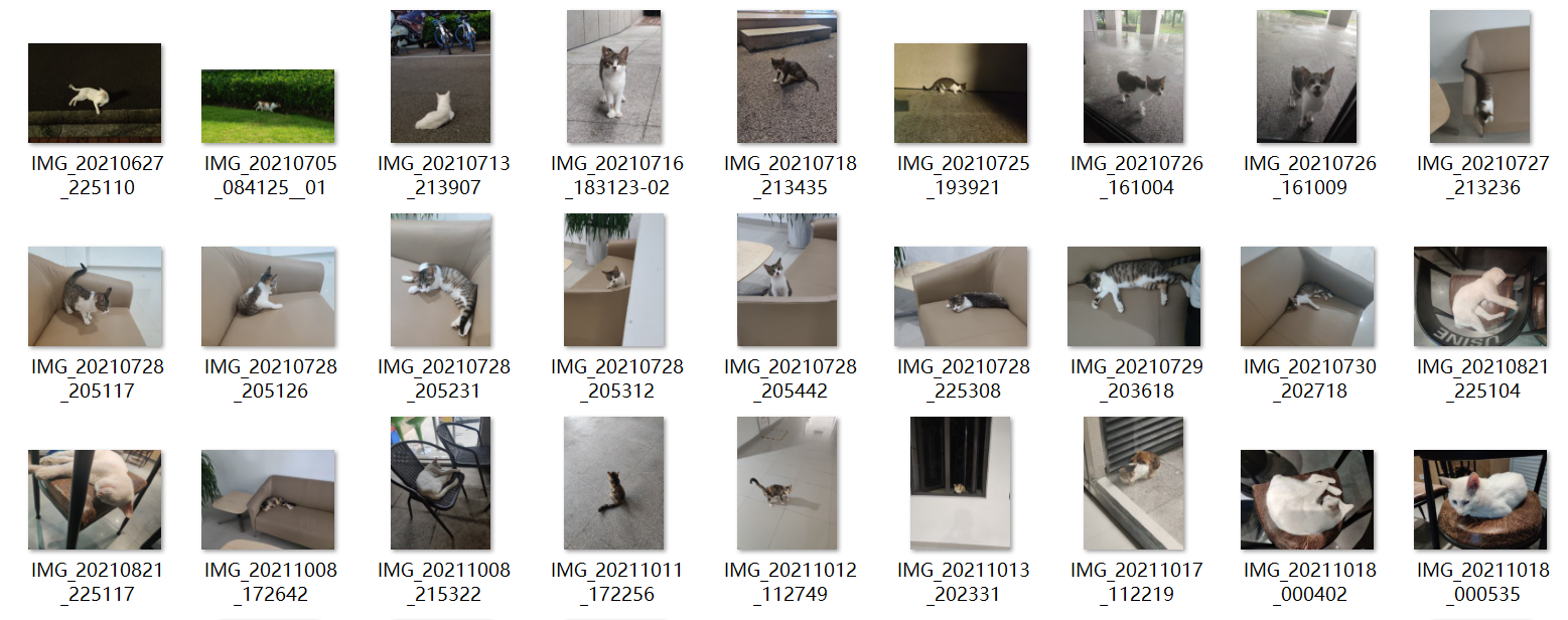 cat dataset