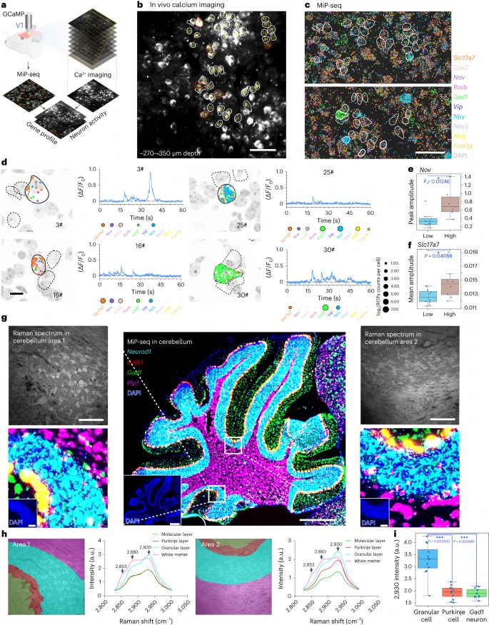 Fig. 5 多重成像分析与 MiP-seq 检测的空间基因图谱相结合