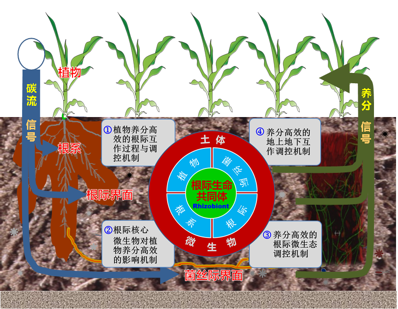 (1)创建"植物-根系-根际-菌丝际-土体及其微生物"根际生命共同体理论