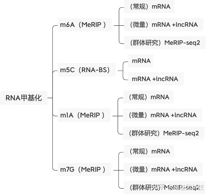 易基因：m6A-seq等揭示RBM33参与调控m6A去甲基化酶ALKBH5活性及其底物选择性｜科研进展