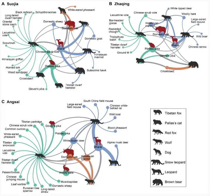 高原生态系统揭秘：食物网结构揭示食肉动物共存机制