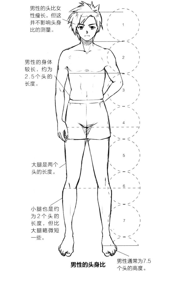 (2)男性的身體較長,約為2.5個頭的長度.