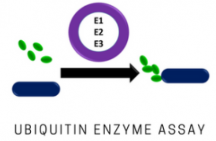 UE101：泛素定量S试剂盒的原理、应用领域