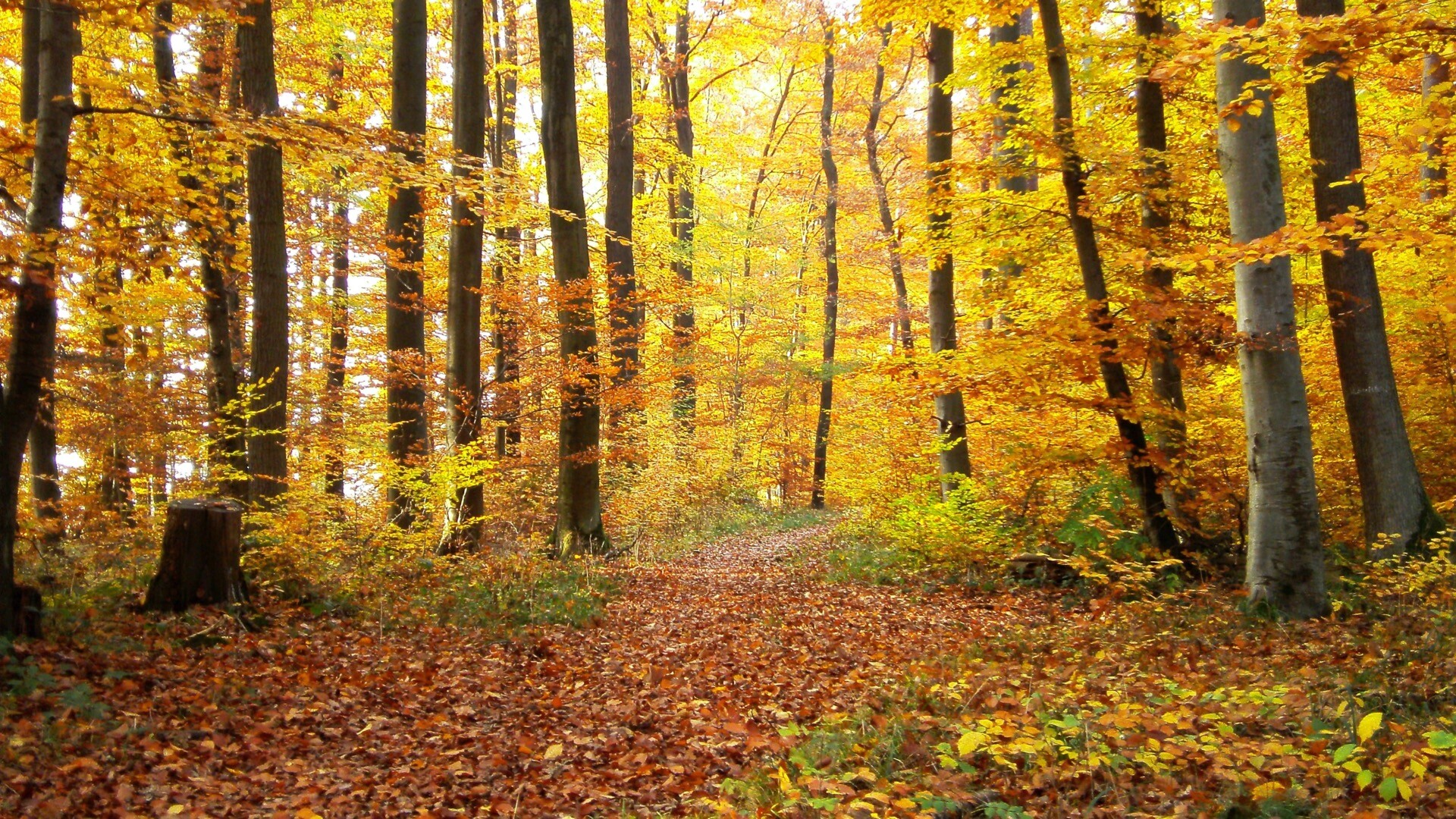 阳光下的金色森林高清5k壁纸 M0 的博客 Csdn博客