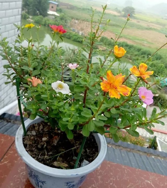 看大神用金枝玉叶嫁接的太阳花,太美了!
