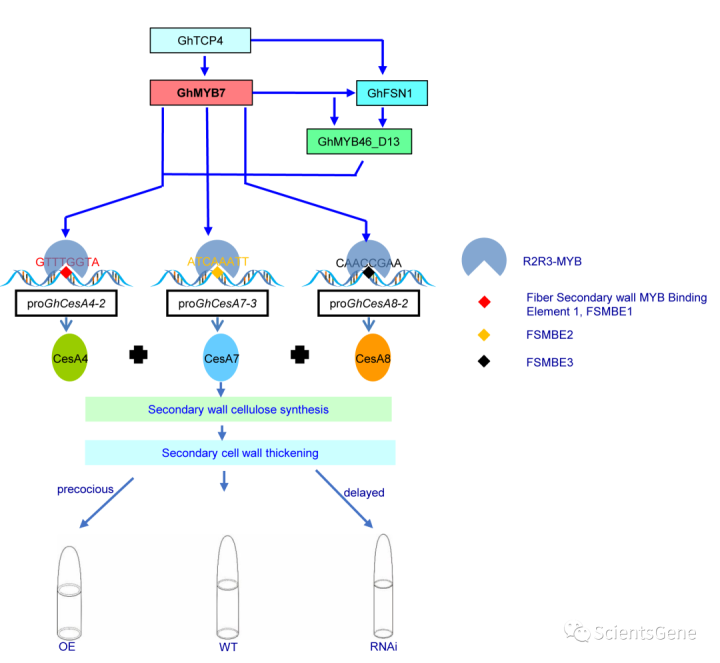GhMYB7促进棉纤维中次生壁纤维素的积累