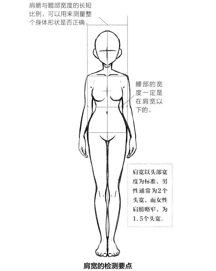 动漫人体比例怎么画？怎样才能画好动漫人体比例？