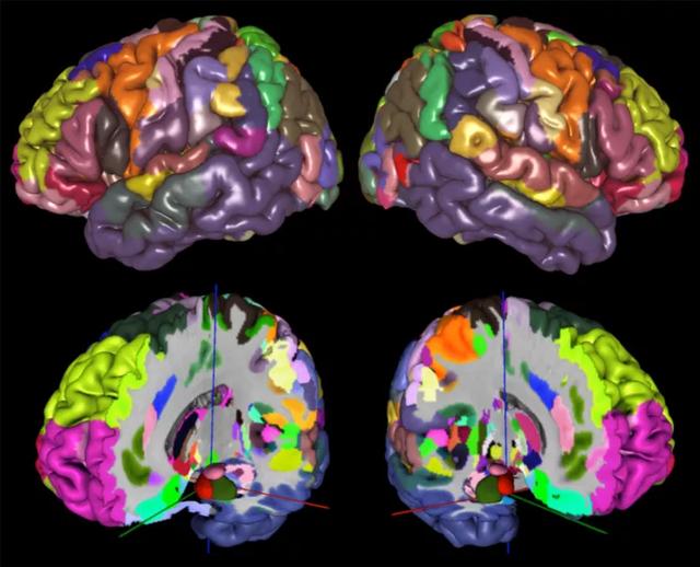 小鼠脑立体定位图谱science重磅发布人类大脑细胞结构的三维概率图谱