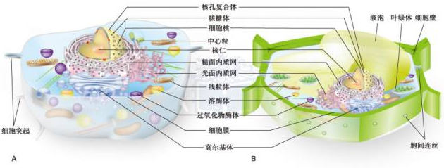 细胞器标志物抗体的功能和应用