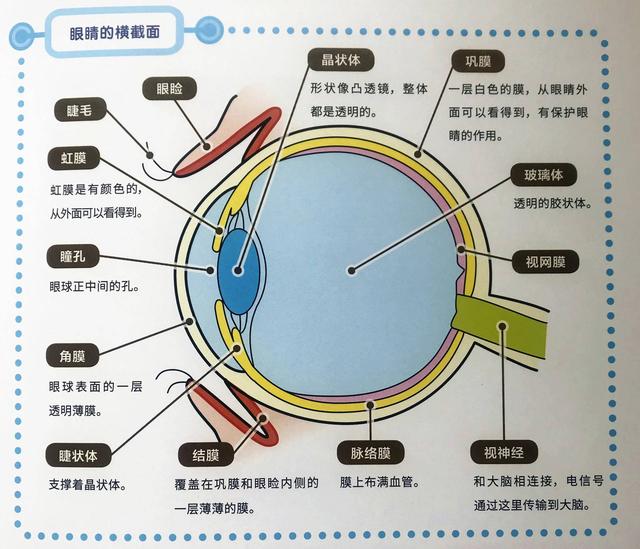 人的眼睛近似球形,所以我们也叫她眼球或眼珠,眼睛工作起来就像一台