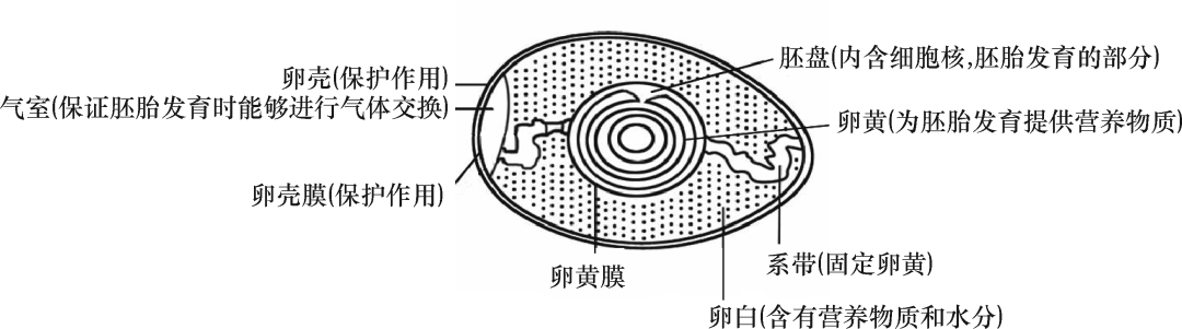 叶片制成切片的结构示意图初中生物识图题常用结构示意图复习必备