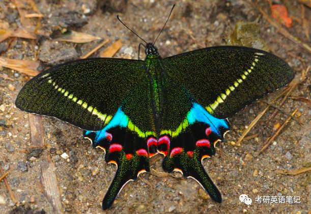 藍閃蝶 morpho peleides金裳鳳蝶troides aeacus玫瑰綃眼蝶cithaerias