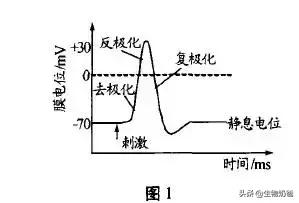 去极化复极化反极化图,去极化复极化超极化_大山谷图库