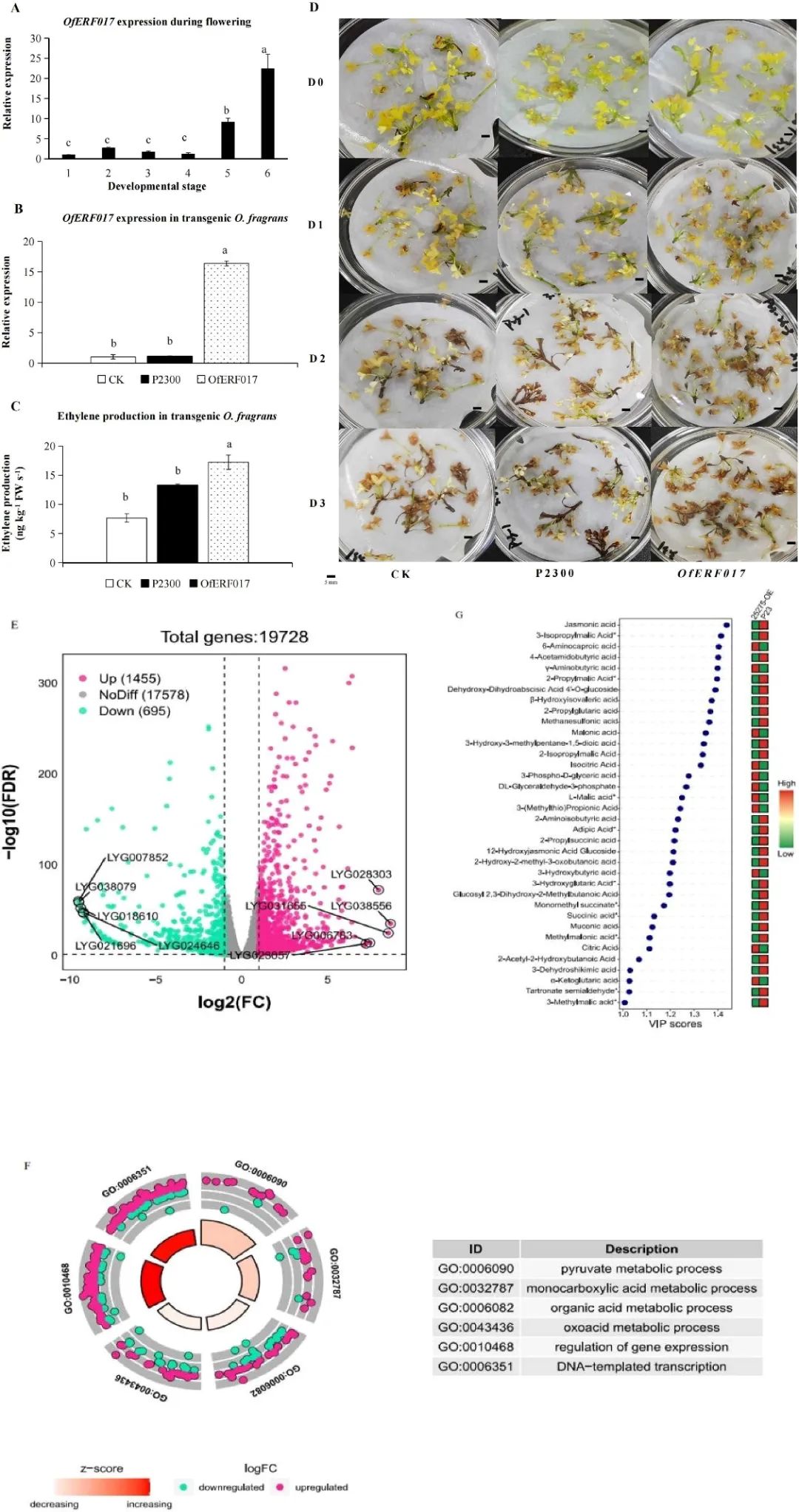 署名文章 | 对桂花AP2/ERFs的比较转录组分析揭示了OfERF017介导的有机酸代谢途径在花衰老中的作用