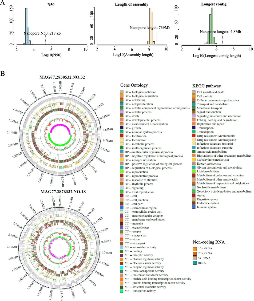 Microbiome | 石河子大学胡圣伟教授团队揭示马肠道微生物组组成及其功能-CSDN博客
