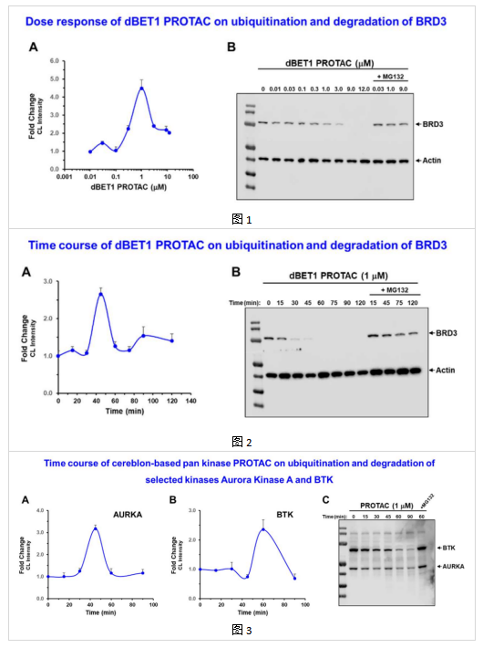 PROTAC检测板试剂盒测定实例分析