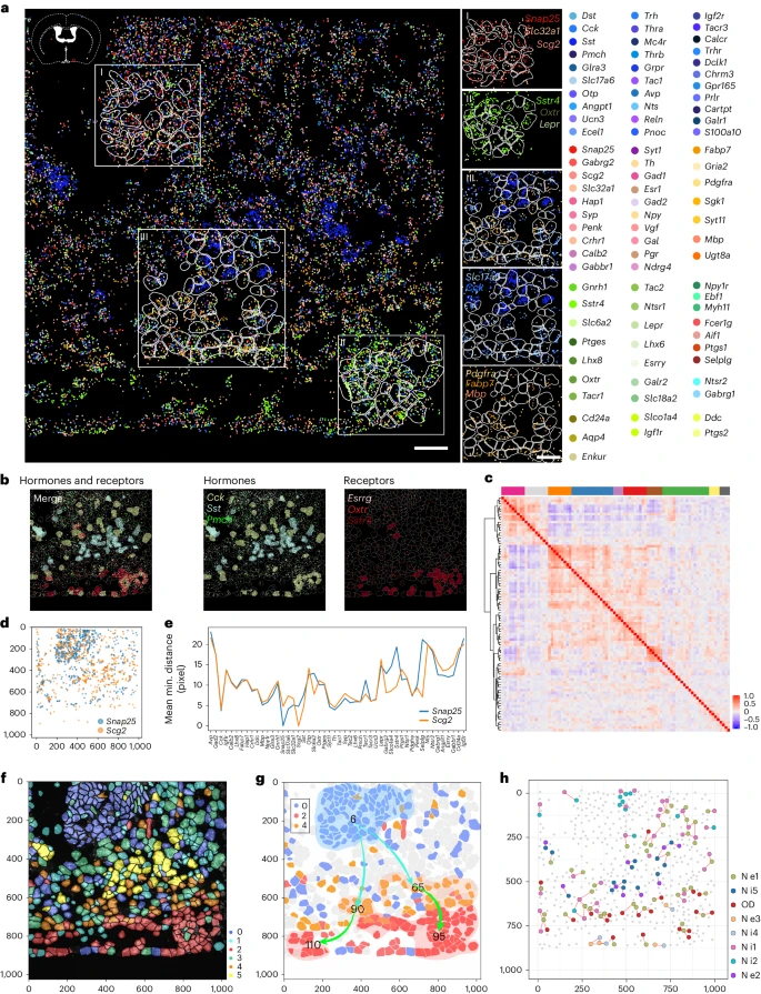 Fig. 3 使用 MiP-seq 对 HDB 核中 100 个基因进行空间转录组分析