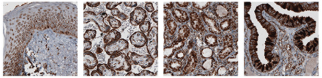 ​细胞器标志物丨LAMP1抗体​性能参数研究