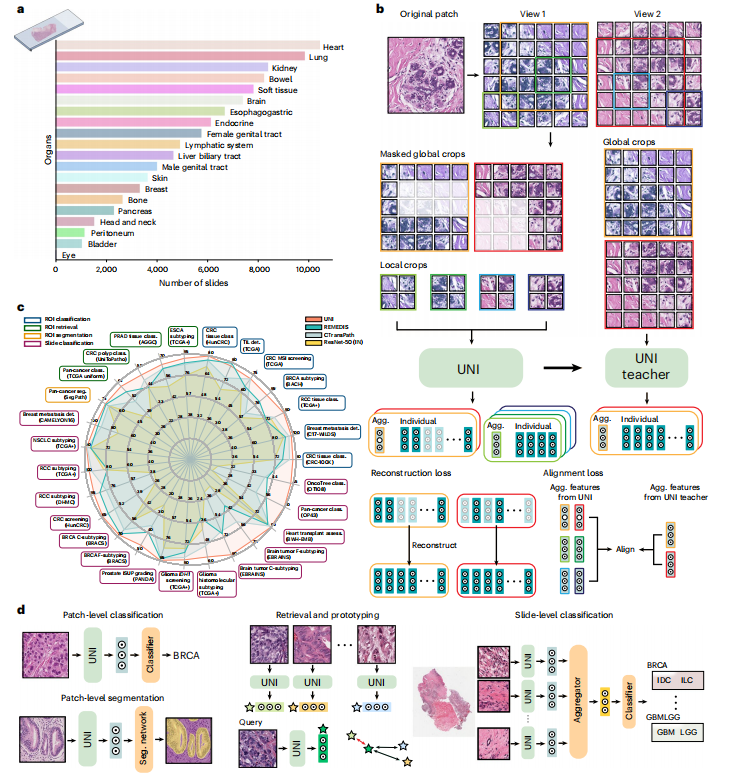 面向计算病理学的通用基础模型| 文献速递-视觉通用模型与疾病诊断