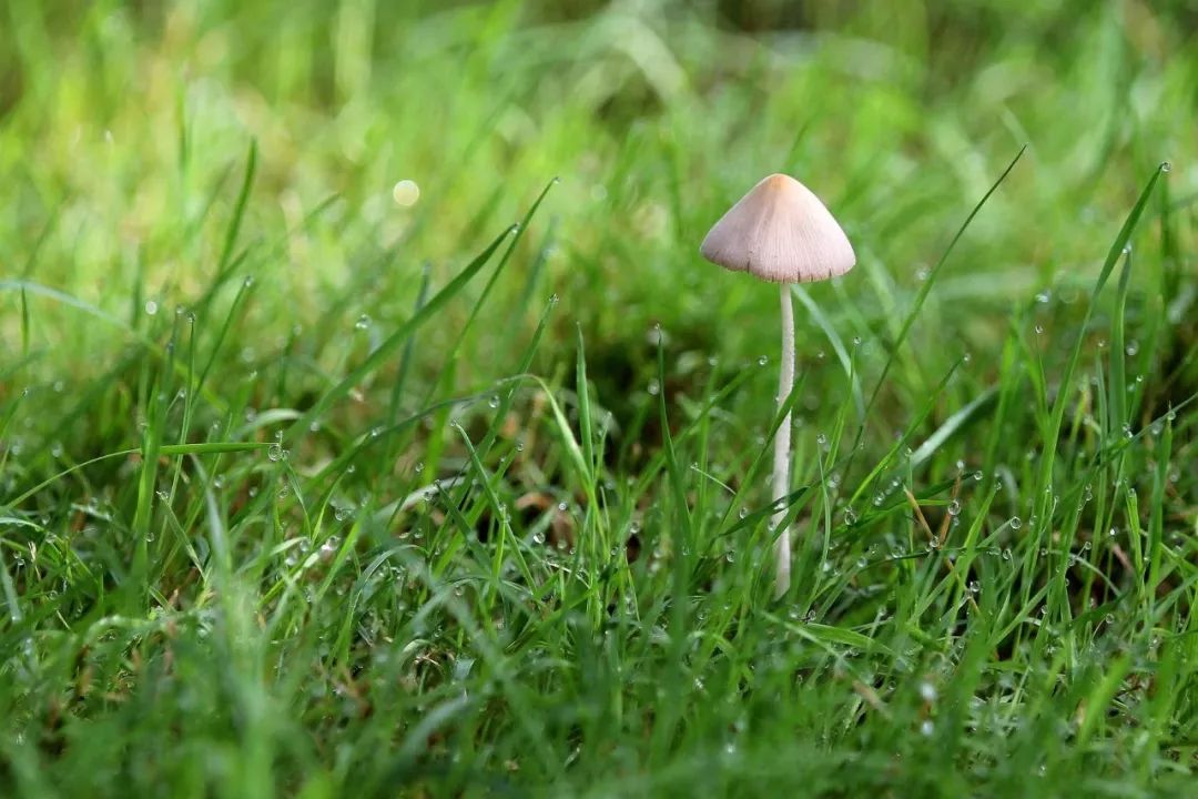 rpc协议之争和选型要点上