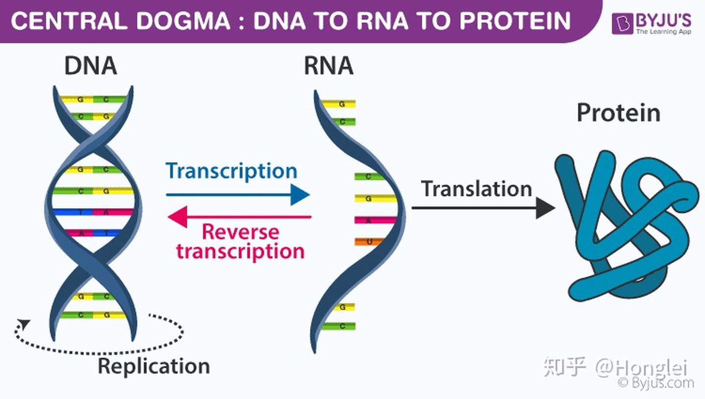 genome project,其目标就是测出人类的dna序列