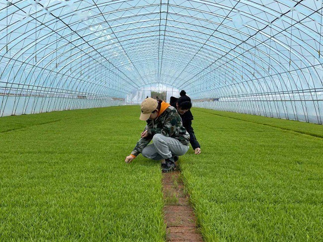 秋染田野稻菽飘香 国稻种芯·中国水稻节：河北各地农业丰收