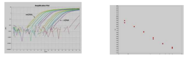 PCR定量检测mtDNA损伤及拷贝数变化