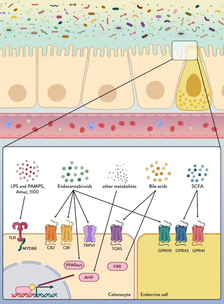 Gut（IF=31.793）重磅综述|肠道微生物组如何影响宿主健康