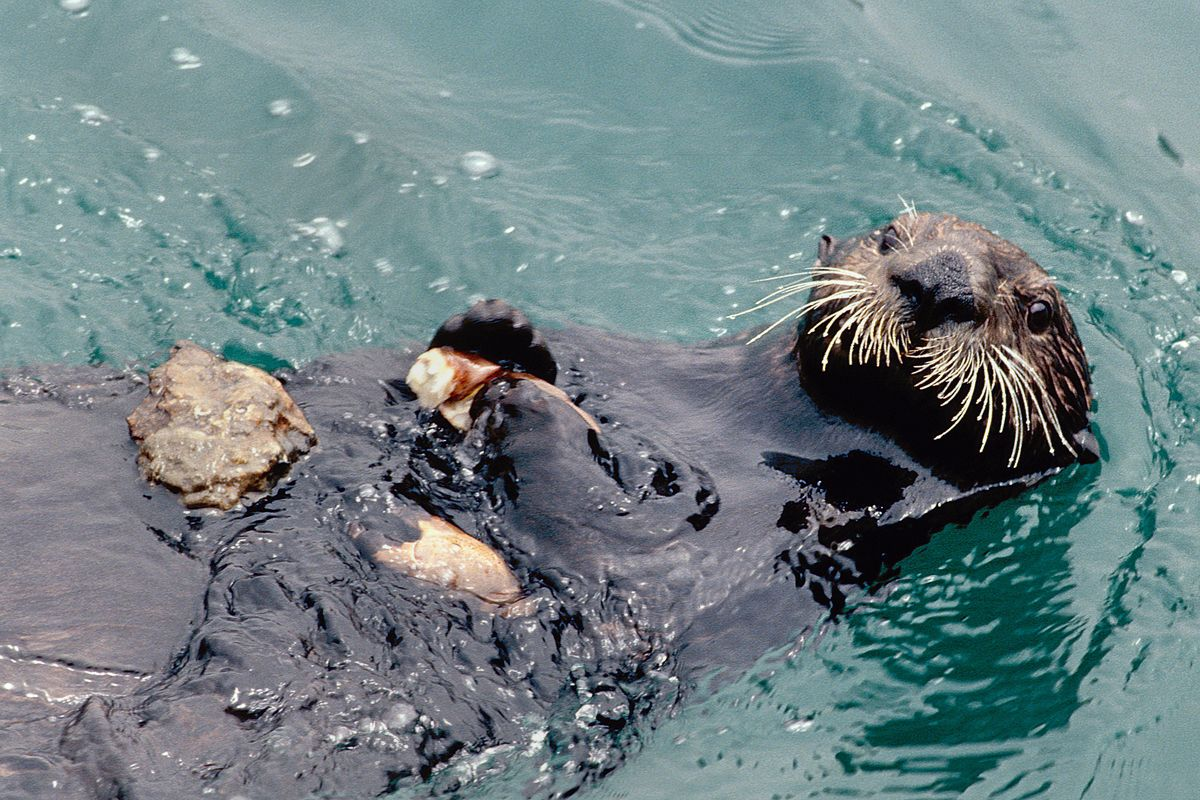 sea-otter.png