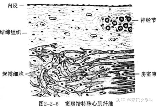 (注:还需知道房室阻滞的名词解释)p细胞(起搏的作用)心房,心室肌细胞