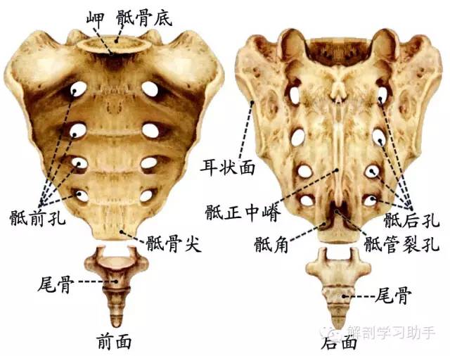 麻醉平面体表对应部位图片