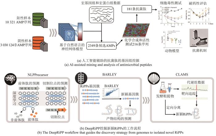 基因组挖掘指导天然药物分子的发现-文献精读34