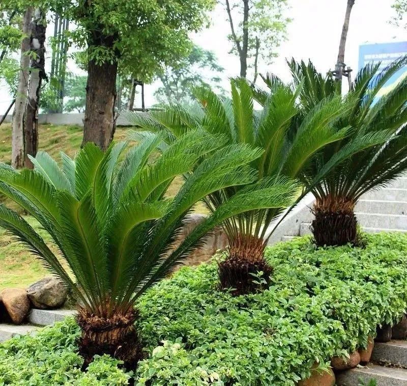 气温常年在25度的地方一种镇宅树名字叫苏铁家里养一盆常年郁郁葱葱