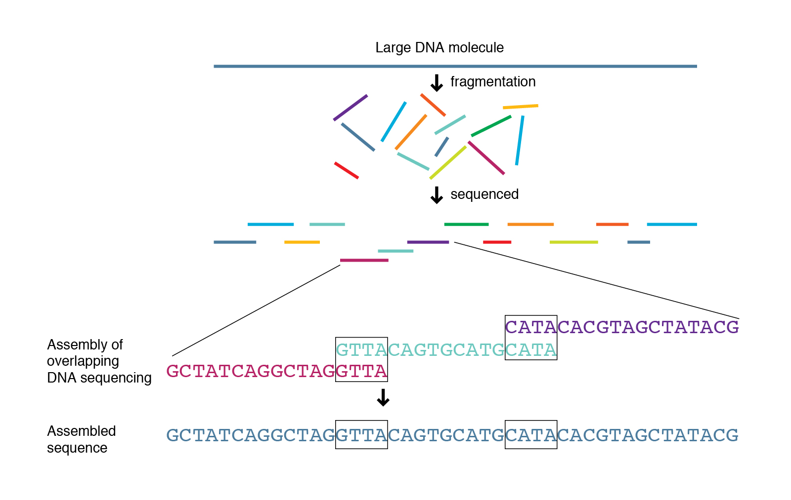 Bioinformatics Maxam Gilbert Csdn