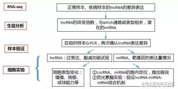 关于ceRNA的实验思路.jpg